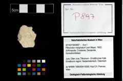Foto (Objekt + Etikett) von Pithonoton marginatum (von Meyer, 1842)  (NHMW-GEO-2014-0194-0897)
